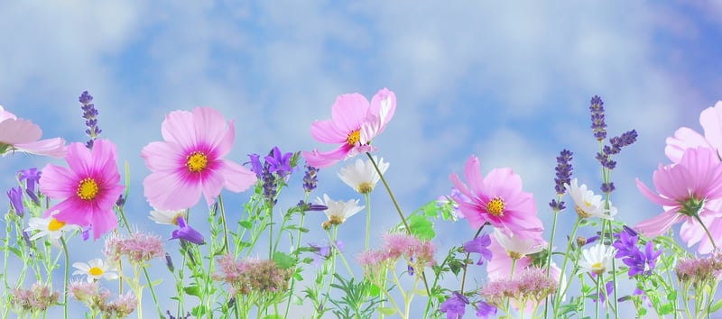 Fairy Chants Image
