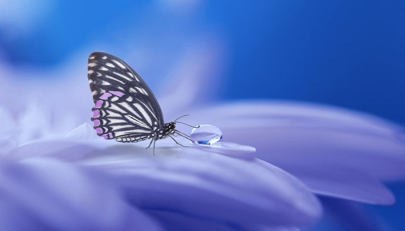 Fairy Chants Image 2